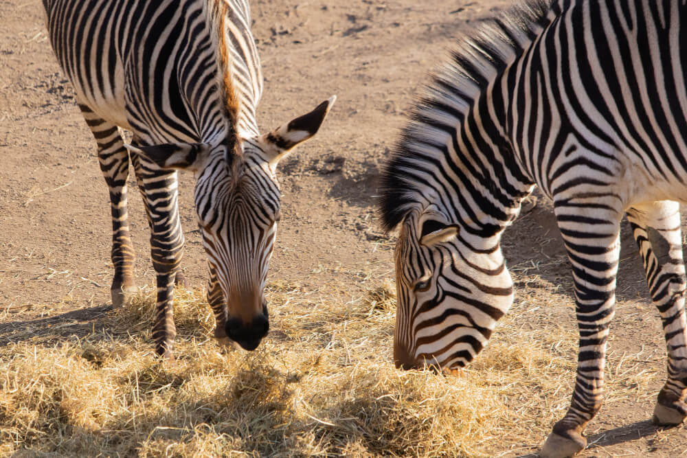 Private Luxurious Wildlife Safari