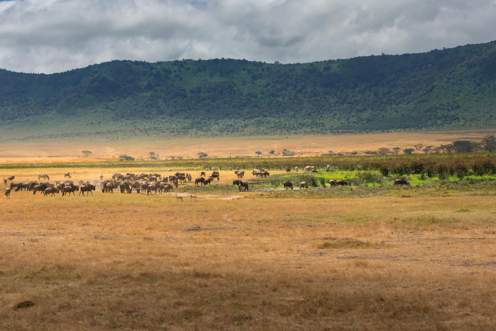 Ngorongoro, Tanzania